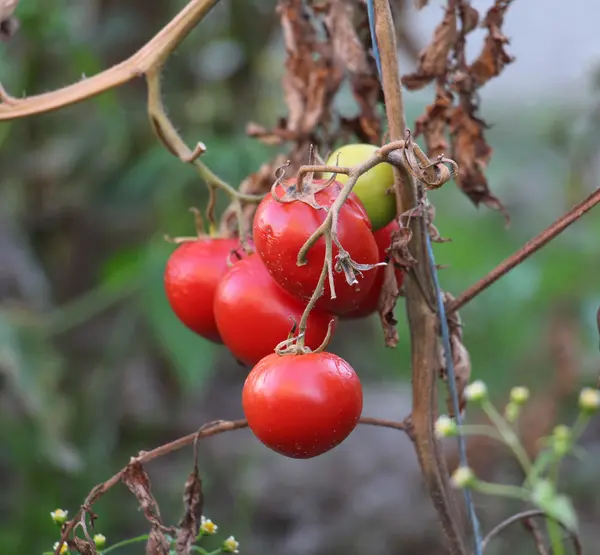 정원에서 기른 신선한 토마토. — 스톡 사진