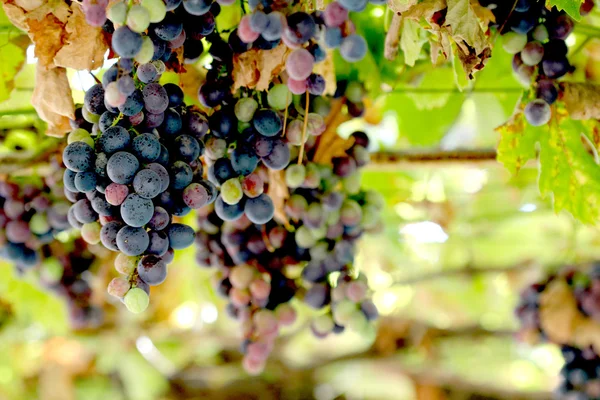 Червоні грона винограду на задньому дворі перед врожаєм — стокове фото