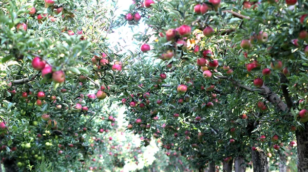 Mele mature in frutteto pronte per la raccolta — Foto Stock