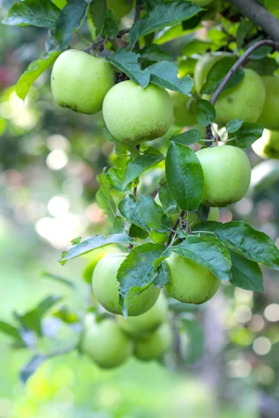 Ripe Apples in Orchard ready for harvesting — Stock Photo, Image