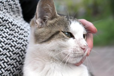 bir elleri şirin sokak kedi yavrusu