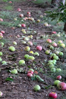 Bir meyve bahçesi düşmüş elma