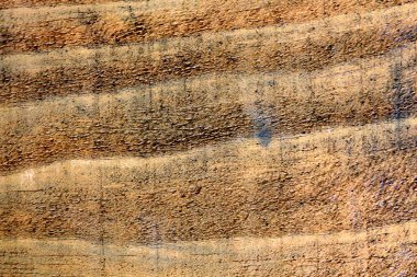 Ağaç gövdesinin kesiti