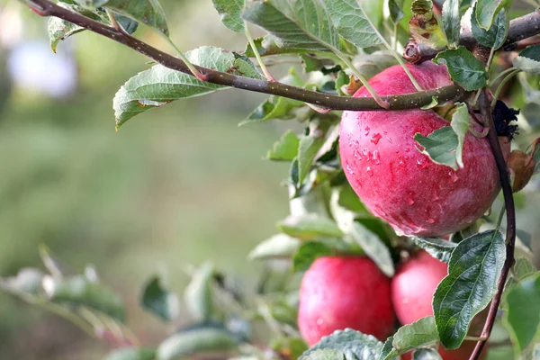 Huerto de manzana listo para la cosecha — Foto de Stock