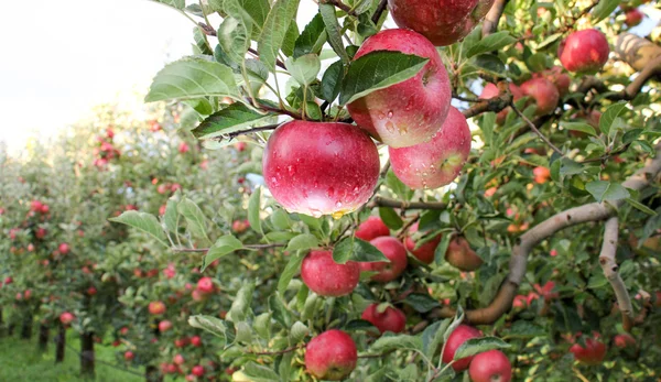 Appelboomgaard klaar voor oogst — Stockfoto