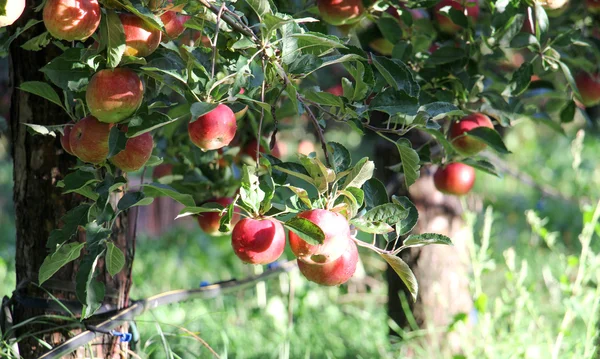Elma bahçesi hasat için hazır — Stok fotoğraf