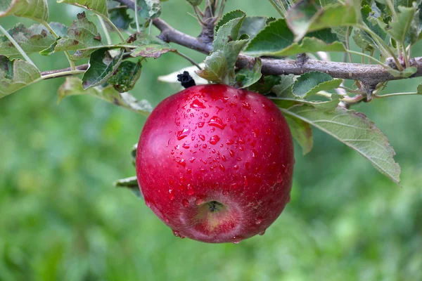 Яблочный сад готов к сбору урожая — стоковое фото