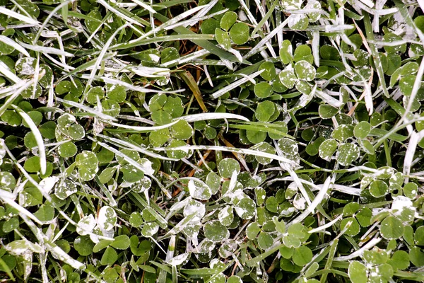 Fehér festékkel a zöld fű — Stock Fotó