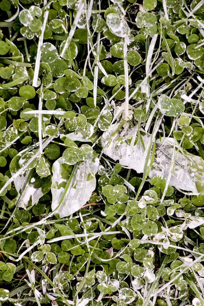Yeşil çimenlerin üzerinde beyaz boya — Stok fotoğraf