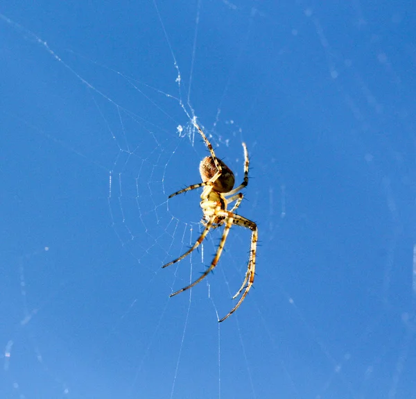 Aranha no fundo do céu azul. contra o sol — Fotografia de Stock