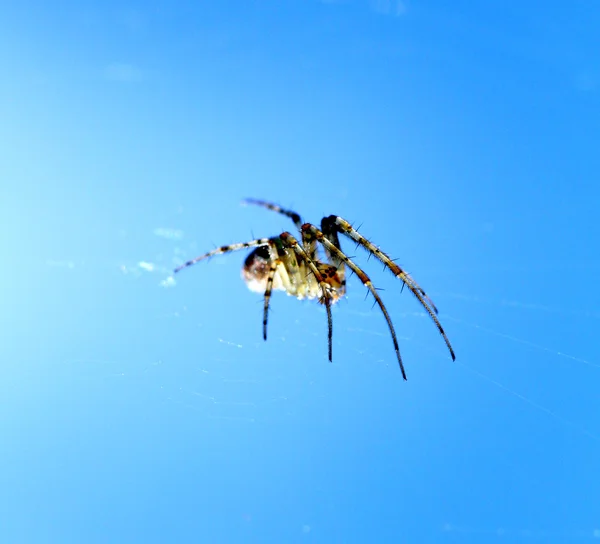 Araignée sur fond bleu ciel. contre le soleil — Photo