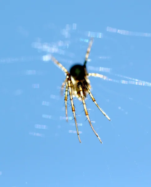 Αράχνη σε φόντο μπλε του ουρανού. ενάντια στον ήλιο — Φωτογραφία Αρχείου