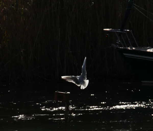 Voando Uma gaivota no fundo escuro . — Fotografia de Stock