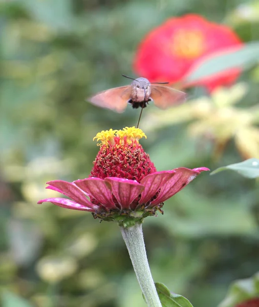 Sfingidi, conosciuti come falena d'api, che si godono il nettare di una gerbera. Falena colibrì. Falena di Calibri . — Foto Stock