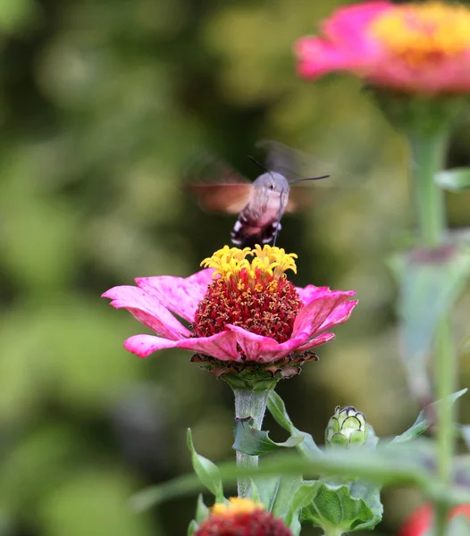 Sphingidae, známý jako včelí Hawk-moth, těší nektar gerbera. Kolibřík můra. Calibri můra. — Stock fotografie