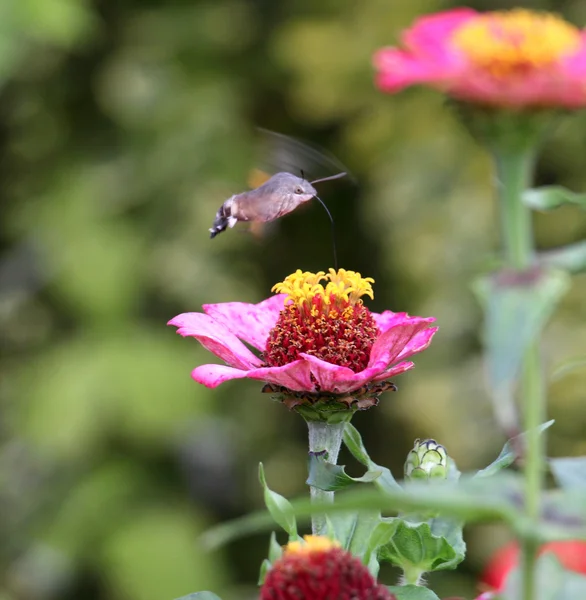 天蛾科昆虫，称为蜂蛾，享受非洲菊的花蜜。蜂鸟蛾。宋体蛾. — 图库照片