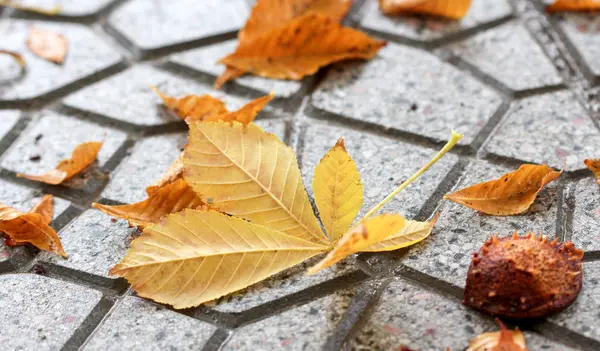 Narancssárga őszi levelek. Szezon koncepció — Stock Fotó