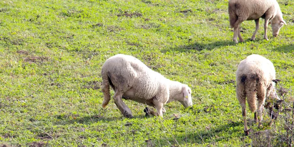 Вівці на лузі. тема домашніх тварин — стокове фото