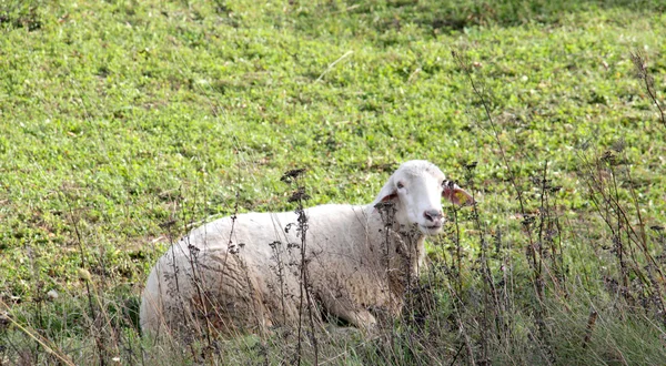 Овцы на лугу. домашние животные тема — стоковое фото