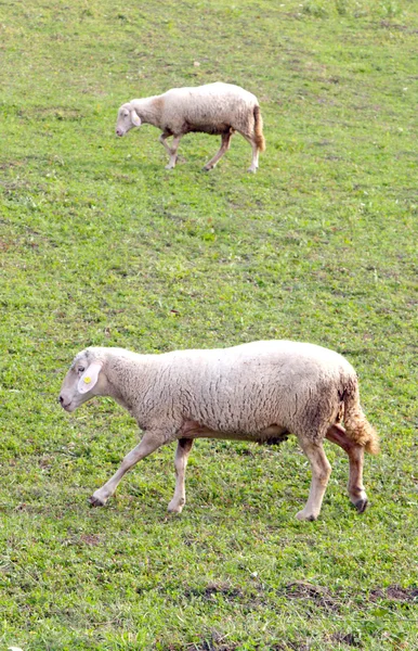 Moutons sur une prairie. thème des animaux domestiques — Photo