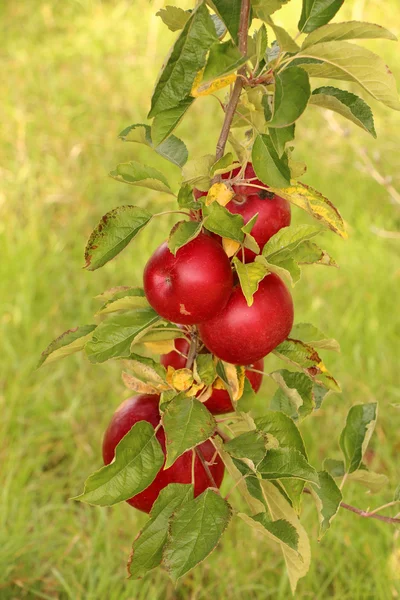 Pommes mûres sur l'arbre — Photo