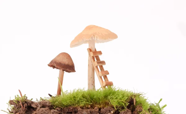 Cogumelos frescos colhidos no estúdio — Fotografia de Stock