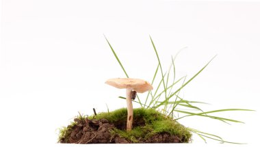 Studio taze hasat mantar