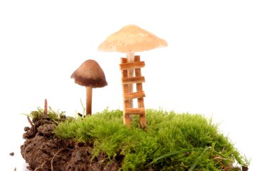 Studio taze hasat mantar