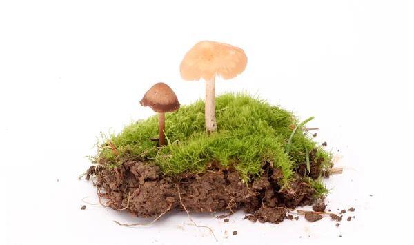 Cogumelos frescos colhidos no estúdio — Fotografia de Stock