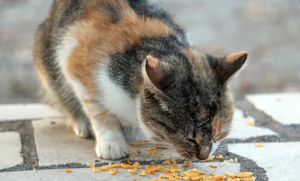 Chat errant coloré mangeant des croustilles — Photo