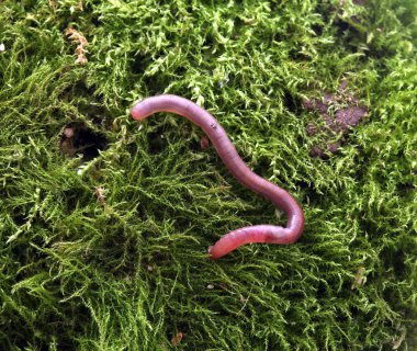 Toprak solucanı moss zemin üzerine