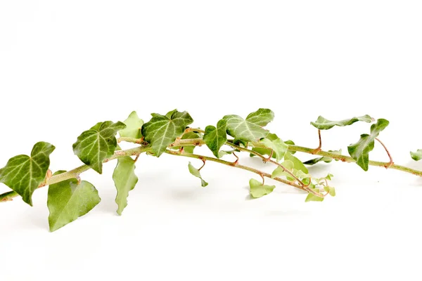 녹색 담 쟁이 식물, 스튜디오 촬영의 그림 — 스톡 사진
