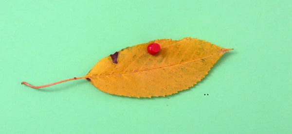 Herbst-Walnussblatt — Stockfoto