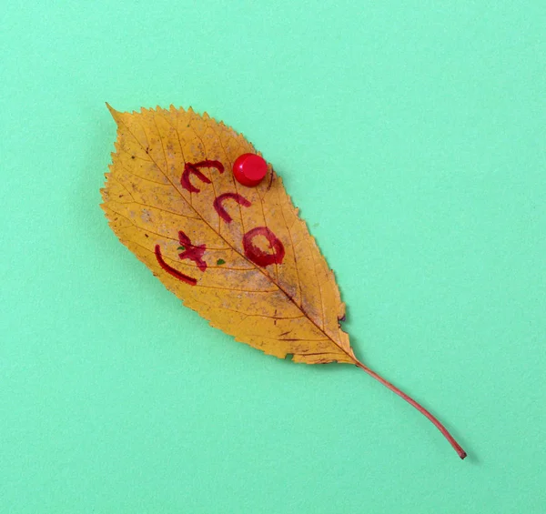 가 호두 필기 텍스트와 나뭇잎 — 스톡 사진