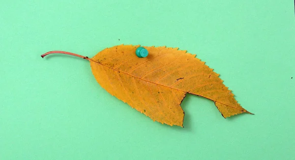 Hoja de nuez de otoño en verde — Foto de Stock