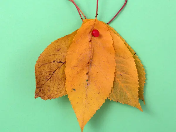 가 호두 필기 텍스트와 나뭇잎 — 스톡 사진