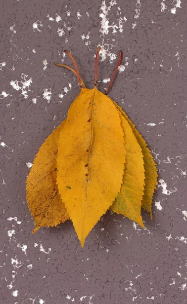 Folhas de noz de outono — Fotografia de Stock