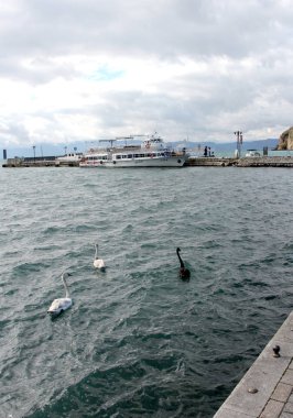   Ohrid Macedonia gölündeki kuğu kuşu.