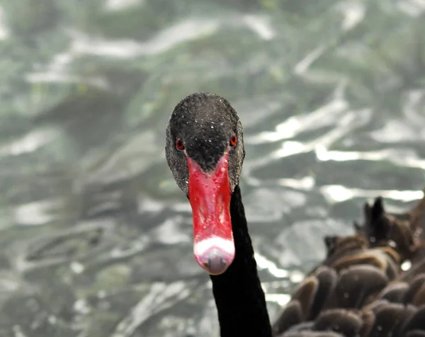 Schwarzer Schwanenvogel — Stockfoto