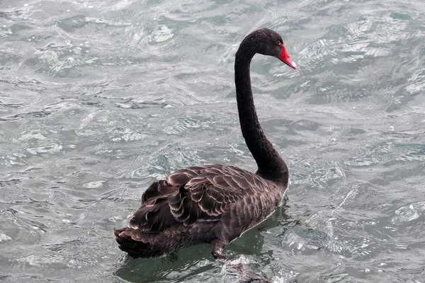 Schwarzer Schwan im See ohrid, Mazedonien — Stockfoto