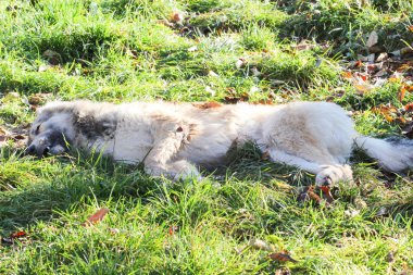 Zehirli köpeğe otların arasında Kasım sabah. Hayvanlar kavramı kaydetmek.