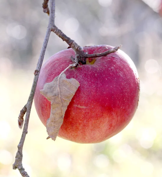 Elma ağacı Kasım sabahı üzerinde — Stok fotoğraf