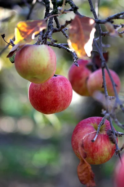 Äpplen på trädet på november morgon — Stockfoto