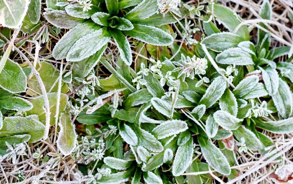 Kasım sabah Frost'un üzerinde bir bitki — Stok fotoğraf