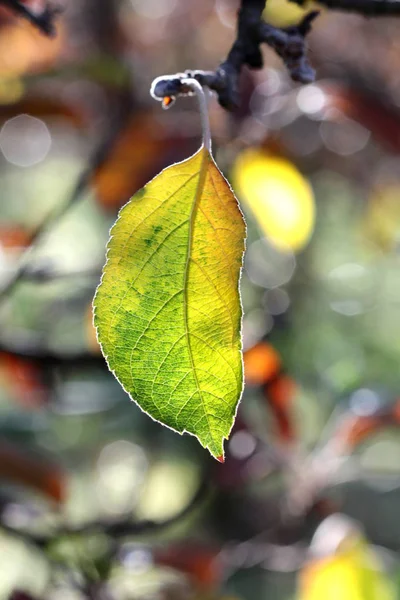 Elma bir ağacın sabahı erken sonbahar yaprağı Close-up — Stok fotoğraf