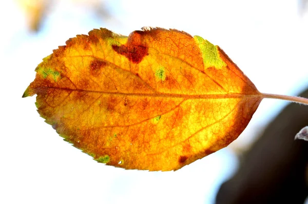 Elma bir ağacın sabahı erken sonbahar yaprağı Close-up — Stok fotoğraf