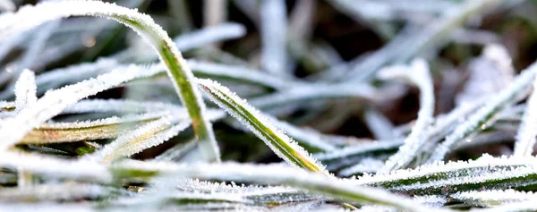 November's morgens vorst op een planten — Stockfoto