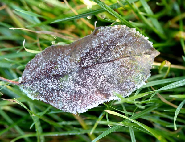 11 月的早晨霜植物 — 图库照片