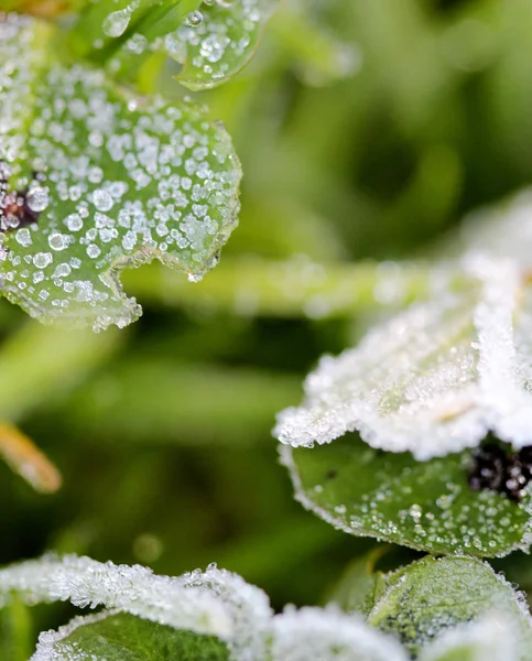 Kasım sabah Frost'un üzerinde bir bitki — Stok fotoğraf