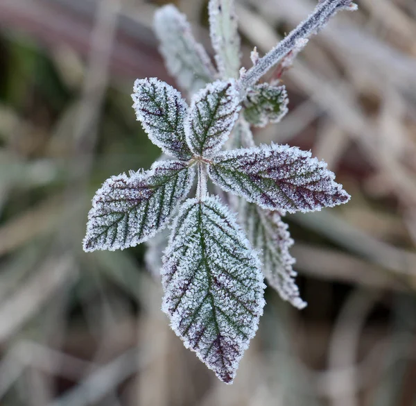Kasım sabah Frost'un üzerinde blackberry bush yaprak — Stok fotoğraf
